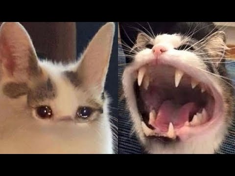 BEST FUNNY MEMES WITH CATS COMPILATION 5