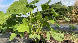 大きく育つ枝豆は実りが少ない・摘芯しないで肥料で調整します（たくさん実らせる大切なこと）（追肥時期〜土寄せのタイミング）【枝豆栽培】23/6/6