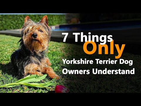 7 Things Only Yorkshire Terrier Dog Owners Understand