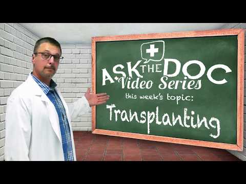 How to Transplanting - Plants 101: Ask The Doc, Avoid Transplant Shock - Seedlings Indoor Outdoor