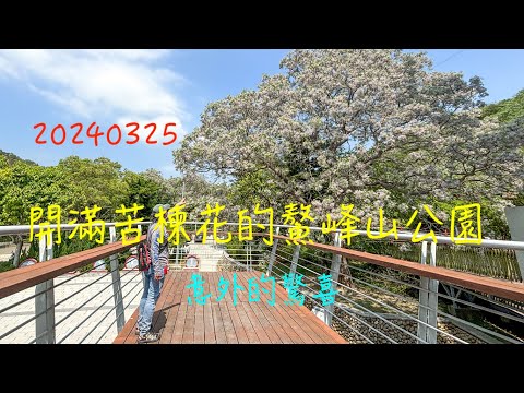 萬ㄟeye台灣20240325開滿苦楝花的鰲峰山公園   4K