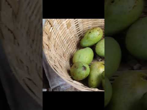 AVAKAYA PICKLE PART 1 #shortvideos #shortsvideo #youtubeshorts #shot #shortsvideo   #ammapakashala