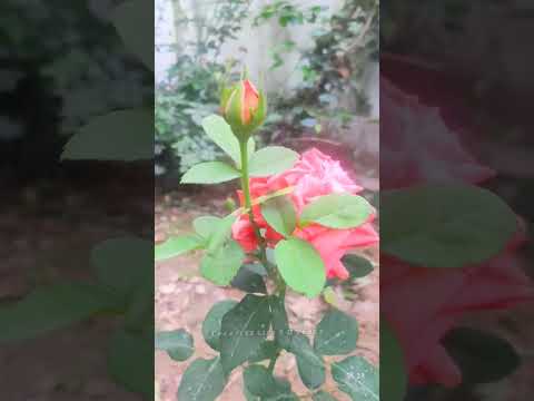 Vermilion Color Rose #creativelifesdvlogs #trending #viral #natural #rose