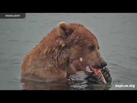 River Watch - Katmai National Park | 2024 Season Highlights