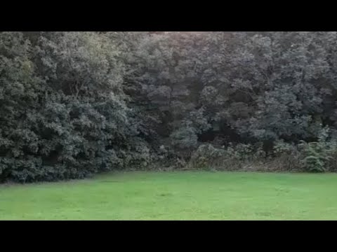 Morning walk | cannon hill park Birmingham UK | beautiful forest views  and beautiful trees