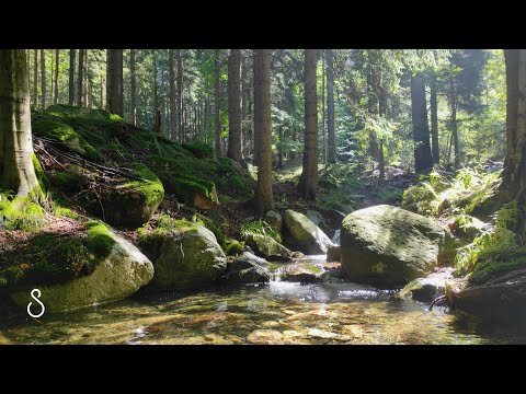 Stream In Sunny Forest | 3 Hours | Nature Scenes