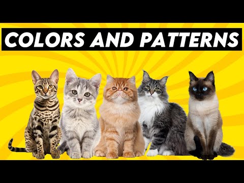 The Ultimate Guide to Cat Colors: Discover These Mesmerizing Patterns!