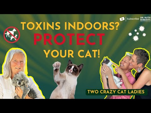 The Hidden Dangers Lurking in Your Home That Could Be Killing Your Cats