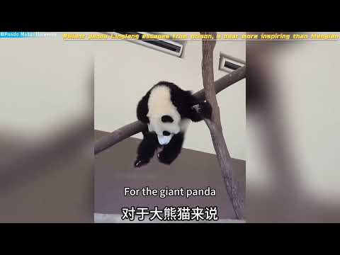 大熊猫玲琅越狱，比萌兰还励志的小熊 Giant panda Linglang escapes from prison, a bear more inspiring than Menglan#panda