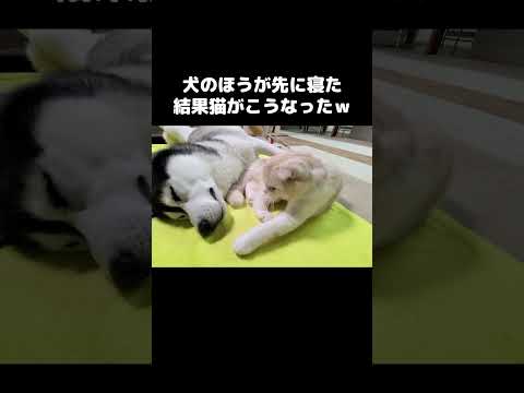 猫より先に眠るとこうなります...笑#shots