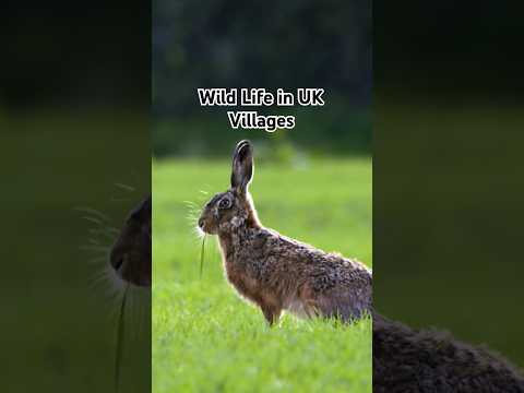 Wild Life in the Villages of Cotswolds England Countryside