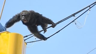 チンパンジーが脱走 住宅街で捕獲、仙台