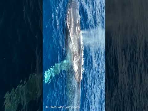 🐋白長須鯨／シロナガスクジラ！