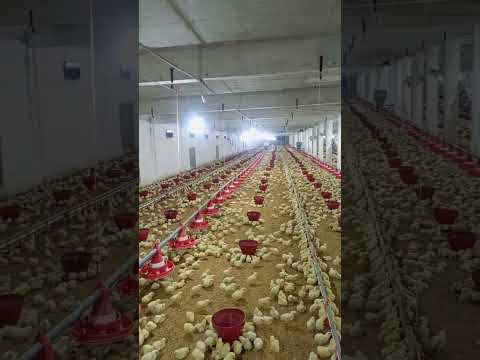 poultry farm #babyshorts #birdslover #farming #chicken #broilerchicks #broiler