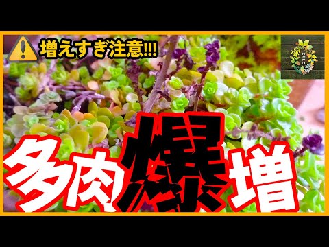 もっと早く知りたかった！多肉植物を世界一簡単に増やす裏技【観葉植物】【セダム】