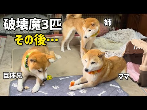 やれば出来る子、お利口さん破壊魔柴犬姉弟＆最強ママ！年末挨拶