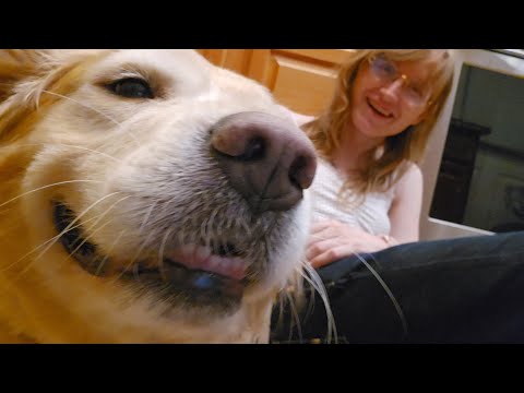 Life is a Big Golden Retriever [Daily Vlog 22]