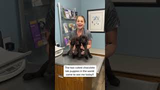 Two Cute Chocolate Lab Puppies!