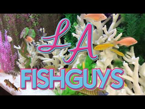 Coral Frag Tank, LA Fishguys, Episode 159, part 5 APEX Connection