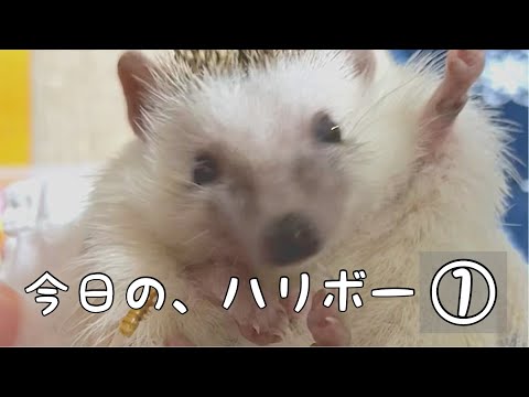 [ハリネズミ]今日のハリボー君！水をガブガブ[癒され](ハリネズミ)ペット飼育