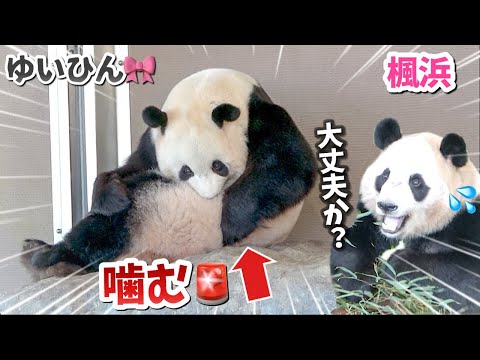 【パンダアイドル楓浜】やりすぎじゃない？結浜の謎行動に驚くふうひん🐼