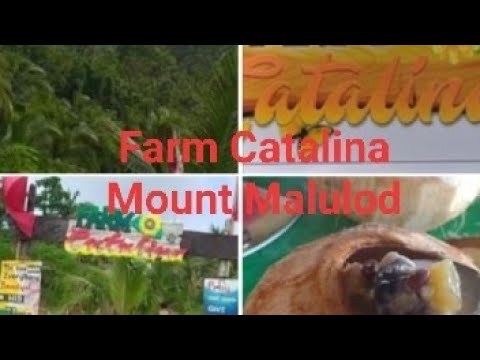 Farm Catalina, Mount Malulod, Polillo Island | Nalyn's Journey