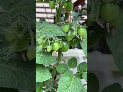 ミニトマト【家庭菜園だより】tomato