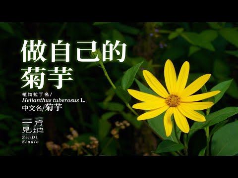 向着阳光挺直腰杆的菊芋