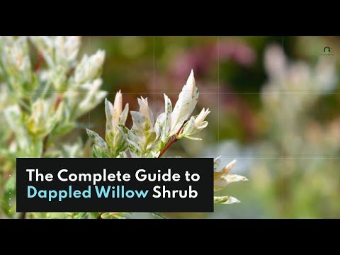 The Complete Guide to Dappled Willow (Hakuro Nishiki)