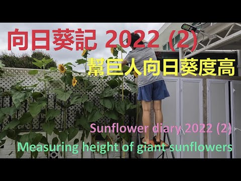 幫巨人向日葵 🌻  度高  – 日照時間&長度對生長的影響 – Impact of sunshine time & duration on growth  {種花篇 Gardening}