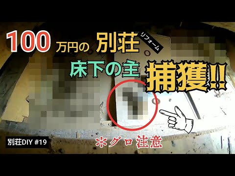 【別荘DIY #19】今度は床下の主を捕獲！更に元気に動くあいつに遭遇！／貯めた小遣い100万円で築41年190坪土地付き別荘買った！