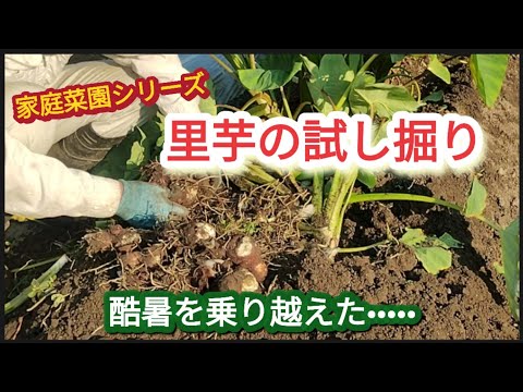 里芋試し掘り】酷暑の夏を乗り越えた芋を掘って見た。【家庭菜園シリーズ】