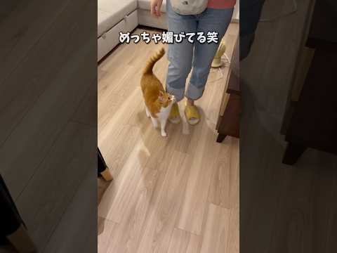 早く食べたいのか何のなのか分からない猫。