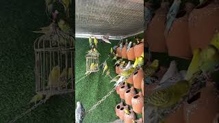 Cute birds new video #birdsofinstagram #wildlife #newsong #birdwatching #parrots#instagram #birdlife