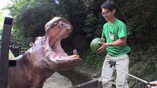 カバのスイカまるごとタイム Hippo's watermelon ASMR