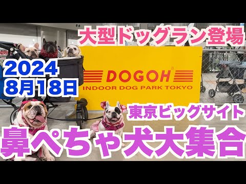 フレンチブルドッグ集合 室内ドッグラン 東京ビッグサイト 【 フレンチブルドッグ french_bulldog 】 DOGOH INDOOR DOG PARK TOKYO