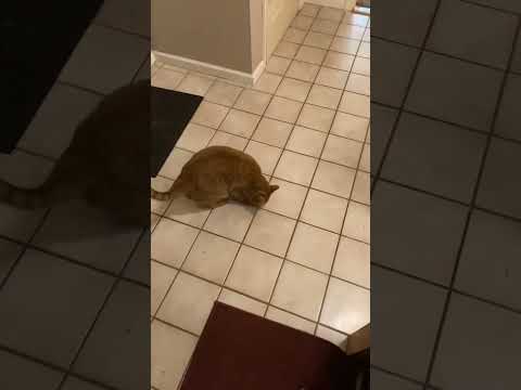 Chowder the Cat - Treat Time