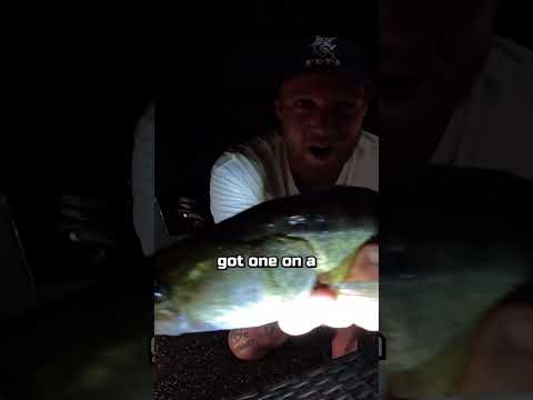 CATCHING ZANDER AT NIGHT