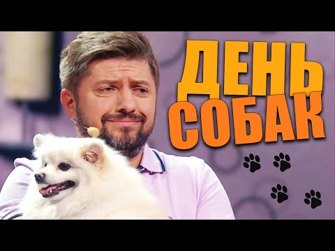 Международный день собак 2021! Что подарить на всемирный день собак своим четвероногим друзьям?