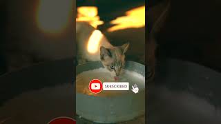 Cat video #kitty #kittycat #kittygram #shorts #ytshorts