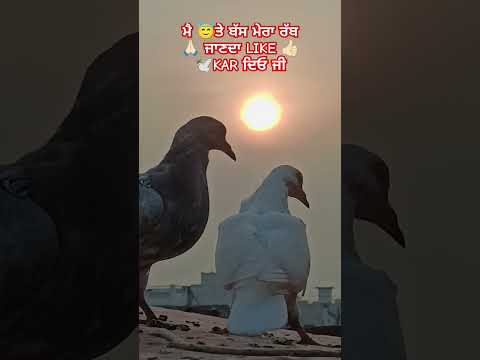 #pigeon#kabutarstatus #viralshorts#youtubeshort #pigeonloves#kabuterbaaz #kabutar#bird#viralvideo