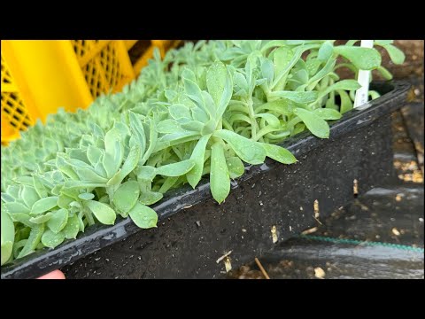 【多肉植物】徒長した葉挿しトレーをなんとかする 2024.04.25