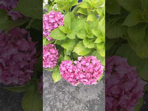 hydrangea in Japan