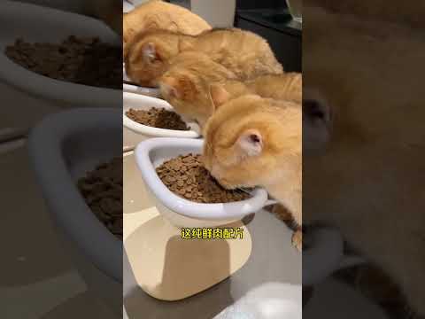 看着不大聪明的样子居然是猫中老大！ 高爷家烘焙粮 猫咪的迷惑行为 记录猫咪日常