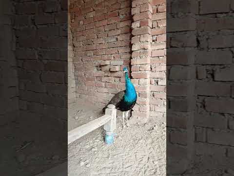 #peacock #souravjoshivlogs #birds #amazing #pigeon #pigeonpigeon #bird #pigeonbreeds #manytypesofpig