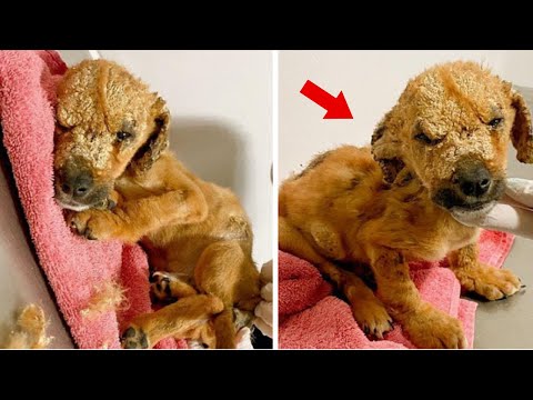 They Rescue The Puppy That Seemed To Be Covered In Cement, But It Was Fungi That Ate It