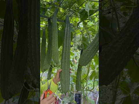 Harvesting Luffa 丝瓜丰收：种一棵收很多 9/5/2024