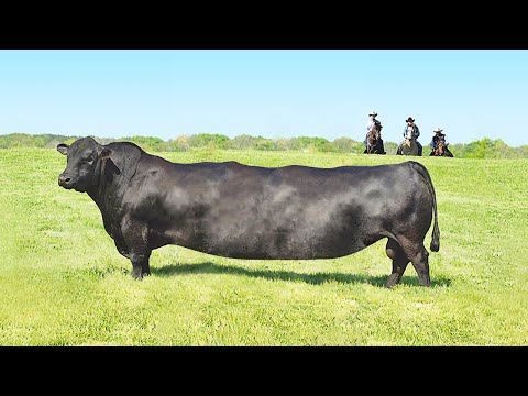 PRETTY GIRL raised the HIBRID-LONGEST COW in the WORLD | Natural Farm