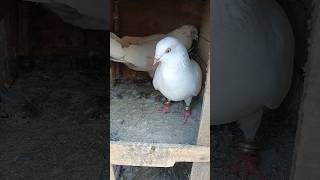 Punjabi kabutar ka Joda 😇👍🕊️ || #youtubeshorts #ytshorts #pigeon #kabootar #pigeonvlog