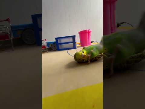 Bird Training : Smart lovebird Parrot | Smart Little Cute Parrot #training #smartparrot #cute